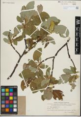 Foto von Salix glandulifera Flod.